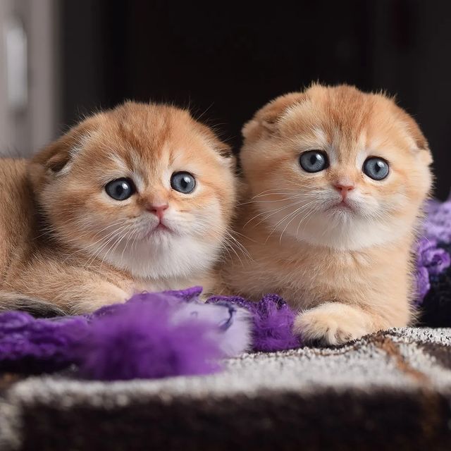 Find the right kitten for your family