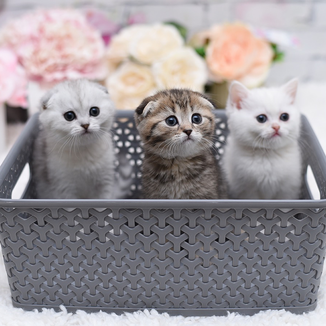 Scottish Fold Kittens For Sale & Cats For Adoption
